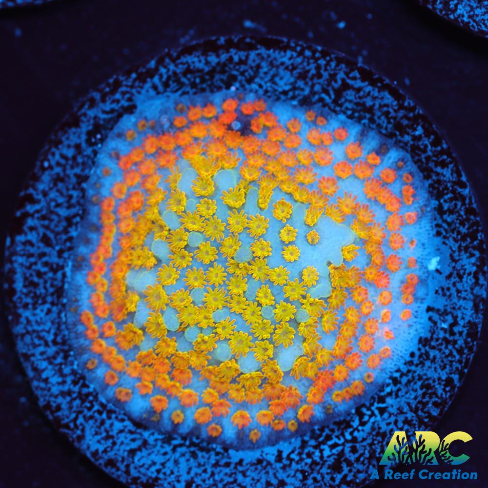 ECC Confused Rainbow Sunset Monti