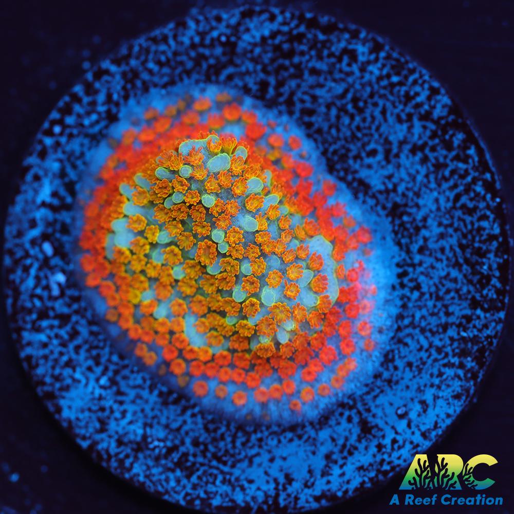 ECC Confused Rainbow Sunset Monti