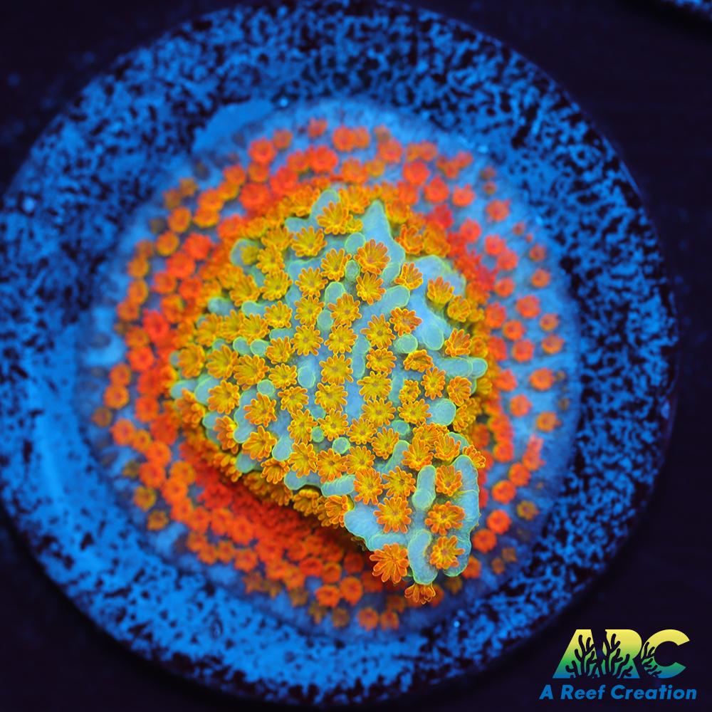 ECC Confused Rainbow Sunset Monti