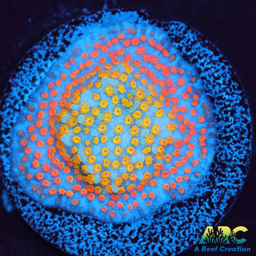 ECC Confused Rainbow Sunset Monti