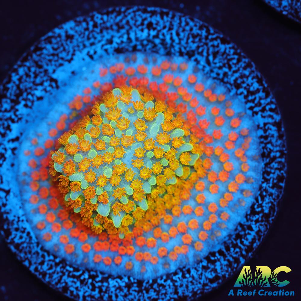 ECC Confused Rainbow Sunset Monti