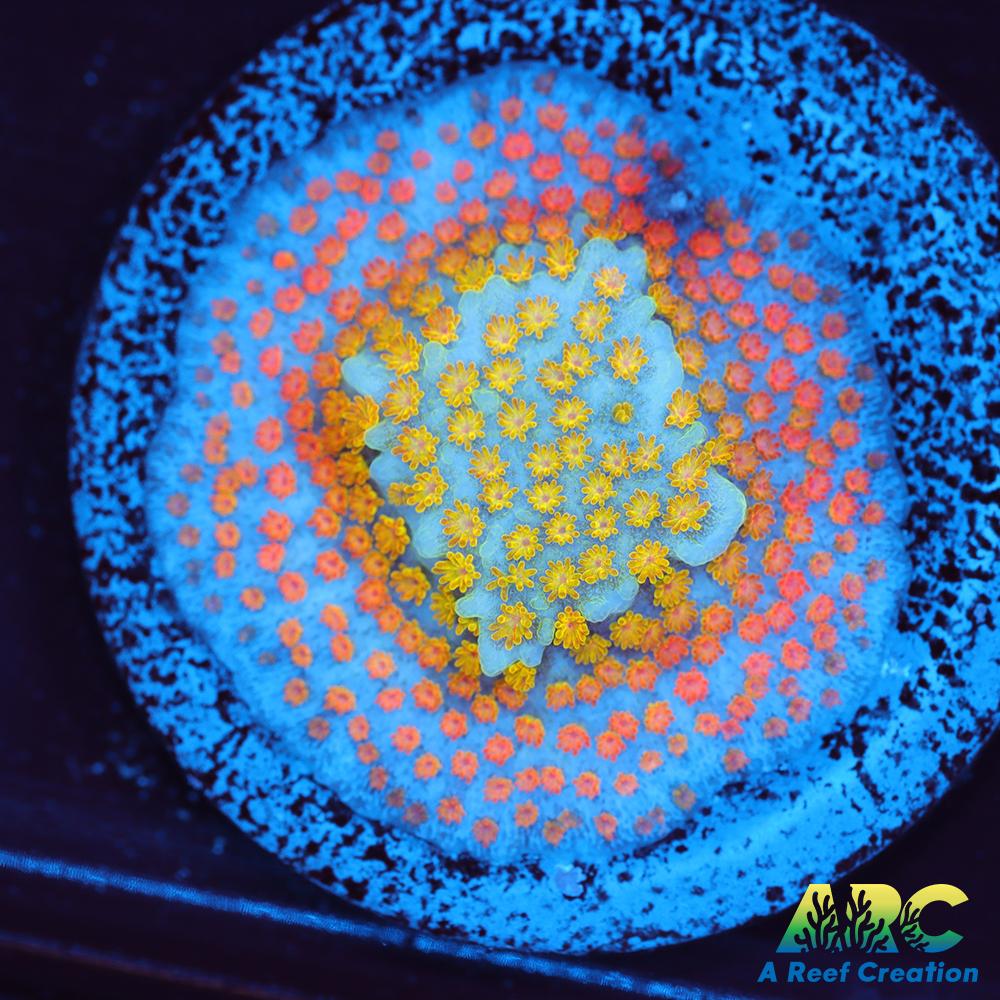 ECC Confused Rainbow Sunset Monti