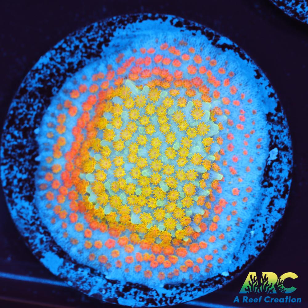 ECC Confused Rainbow Sunset Monti
