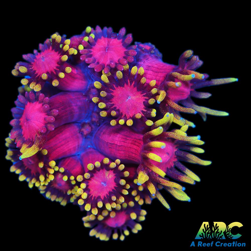 New Release ARC Stashu Goni