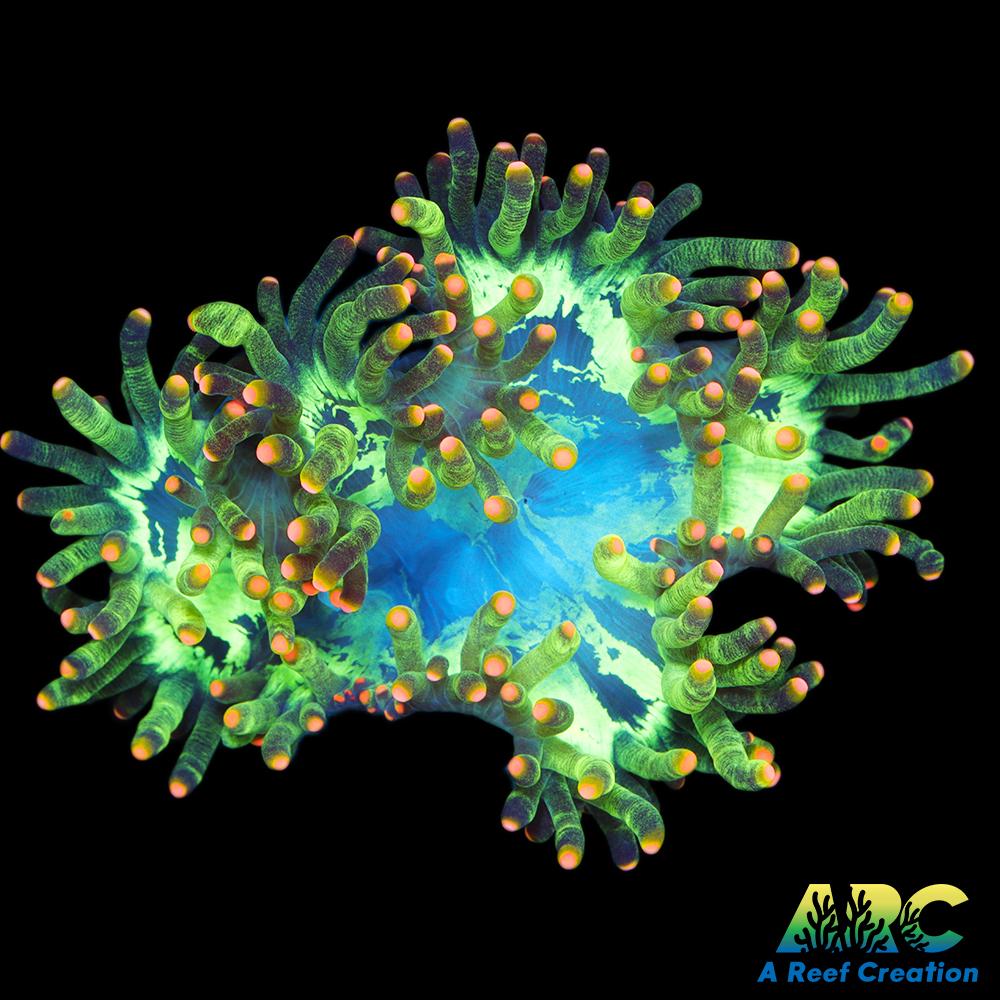 Amazing Nerf Tip Elegance