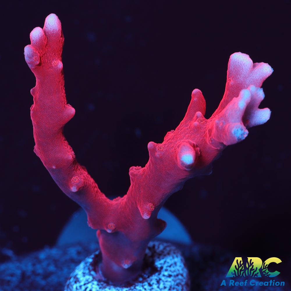 JF TNT Anacropora
