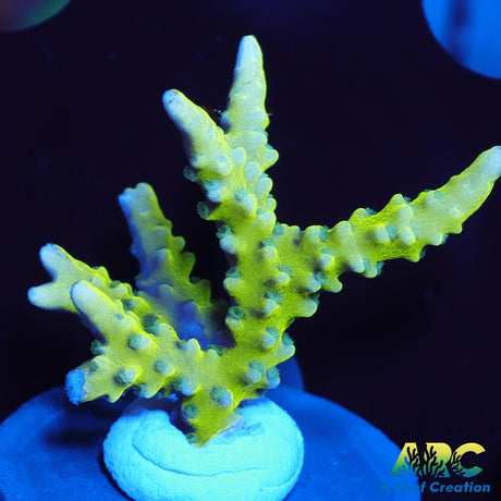 Green Goblin Anacropora
