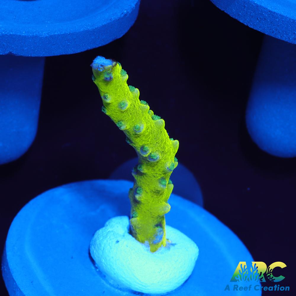Green Goblin Anacropora