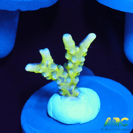 Green Goblin Anacropora