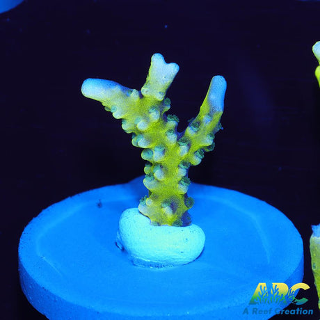 Green Goblin Anacropora