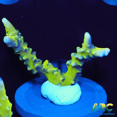 Green Goblin Anacropora