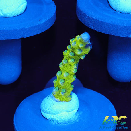 Green Goblin Anacropora