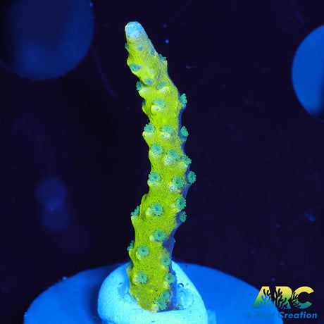 Green Goblin Anacropora