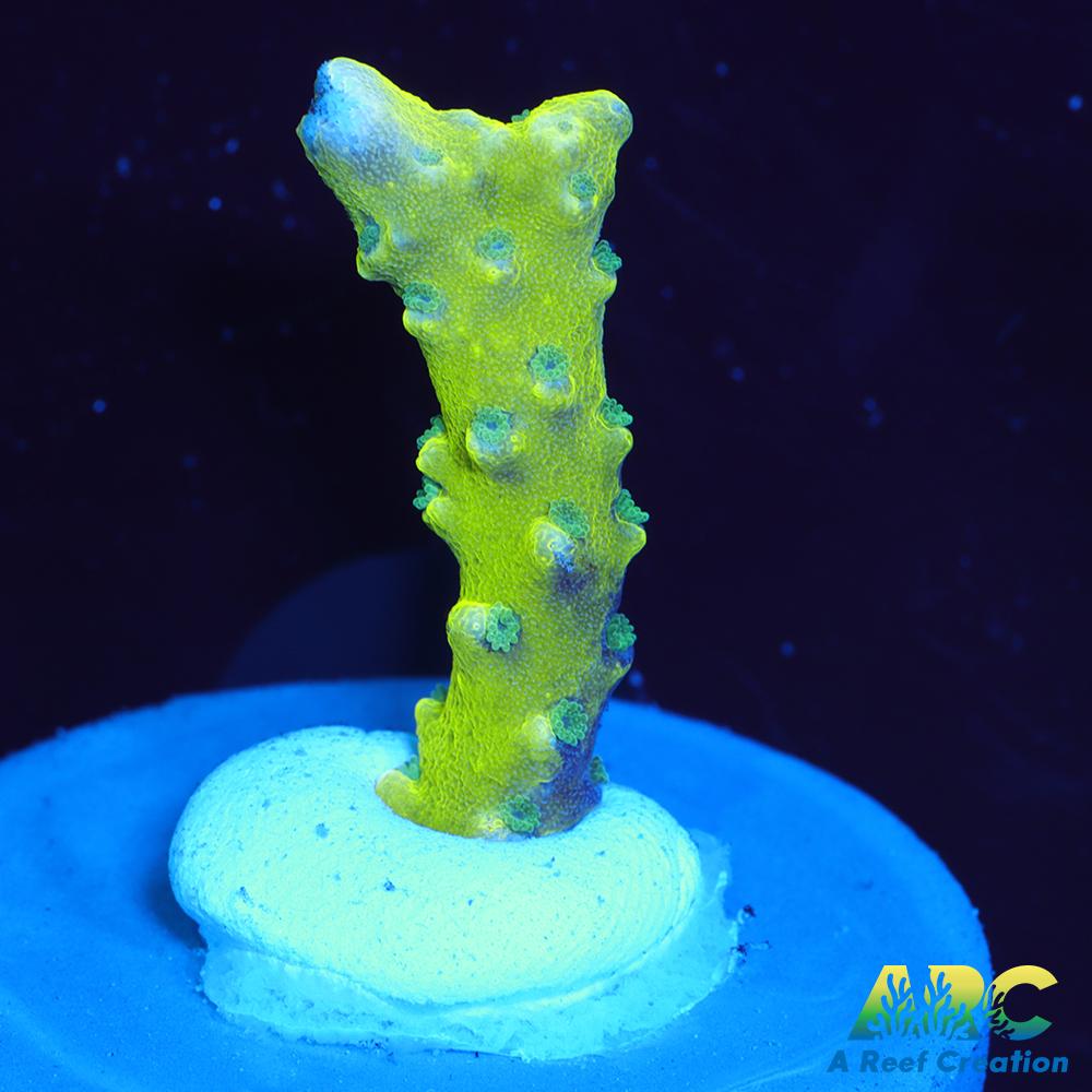 Green Goblin Anacropora