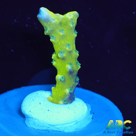 Green Goblin Anacropora