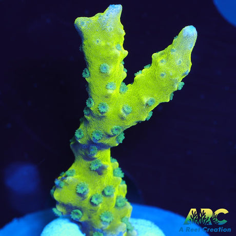 Green Goblin Anacropora