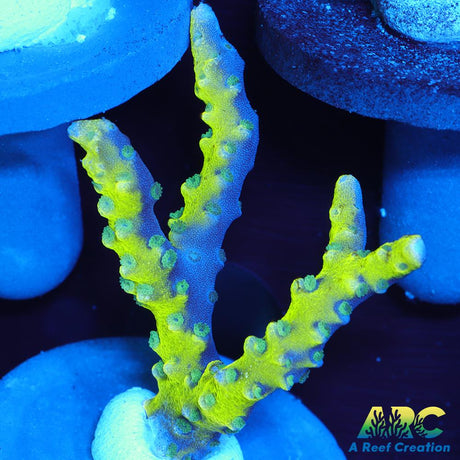 Green Goblin Anacropora