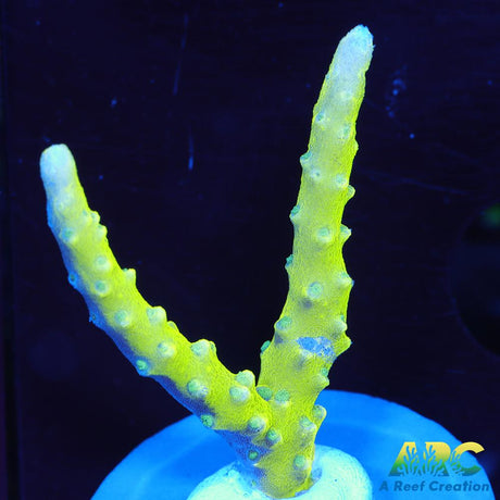 Green Goblin Anacropora