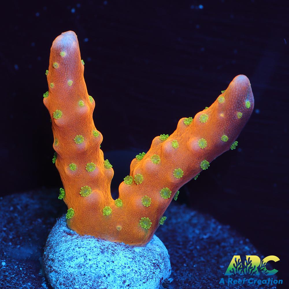 RRC Tropicana Anacropora