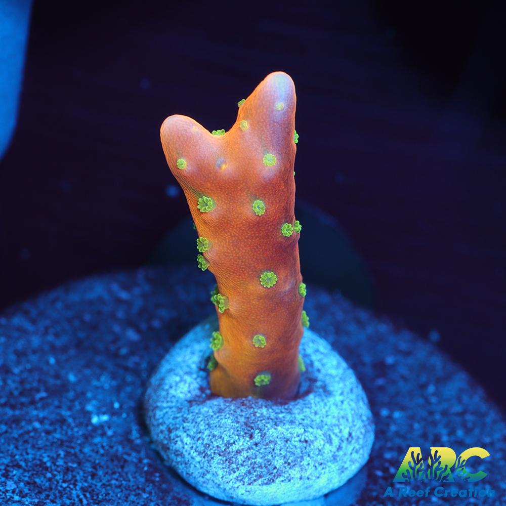 RRC Tropicana Anacropora