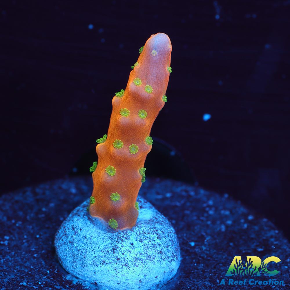 RRC Tropicana Anacropora