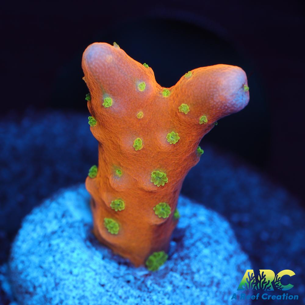 RRC Tropicana Anacropora