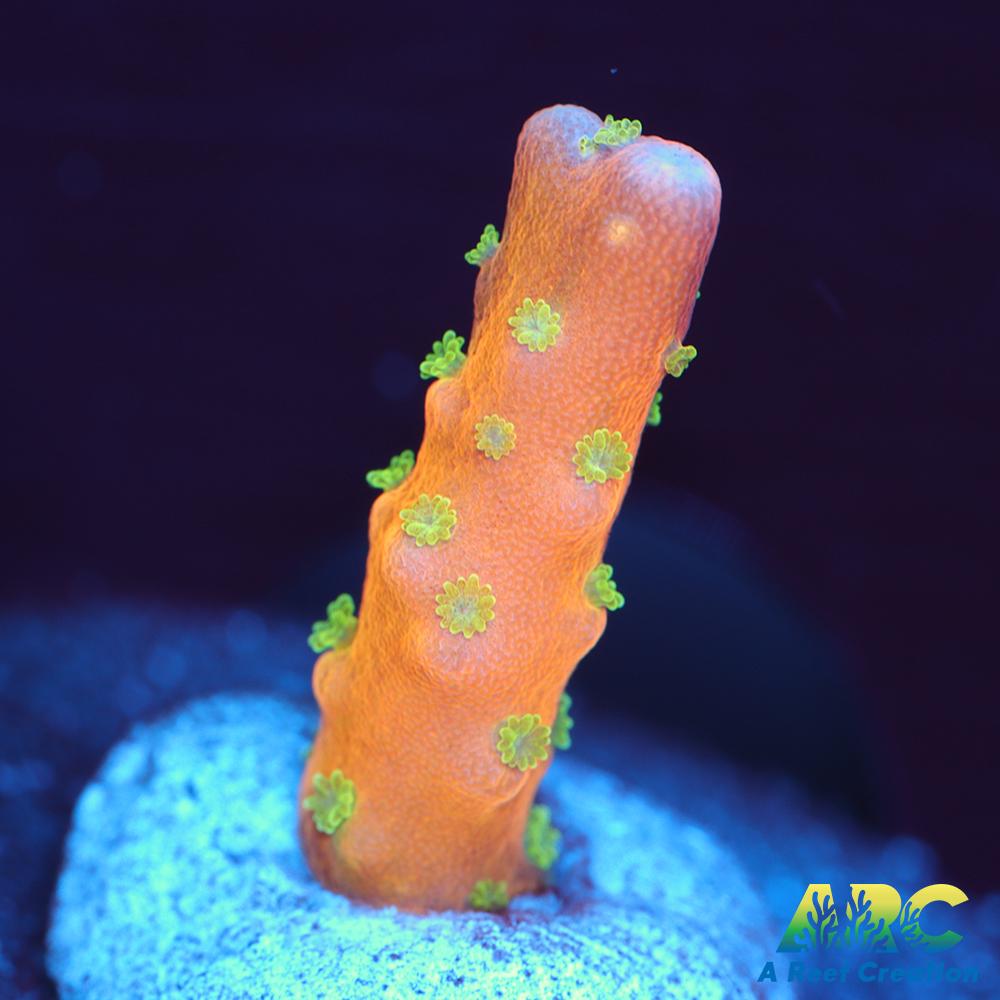RRC Tropicana Anacropora