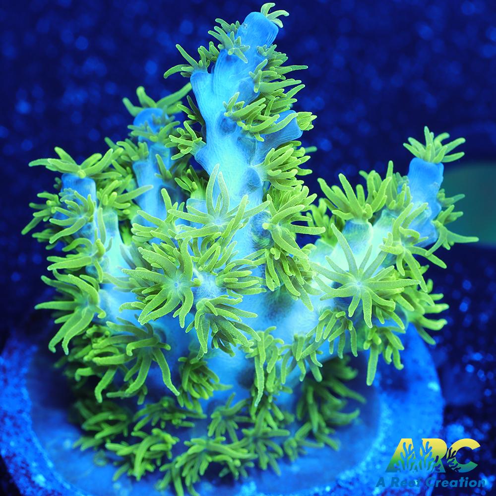 RRC Marvin the Martian