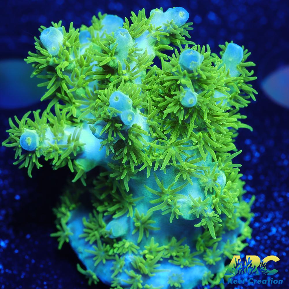 RRC Marvin the Martian