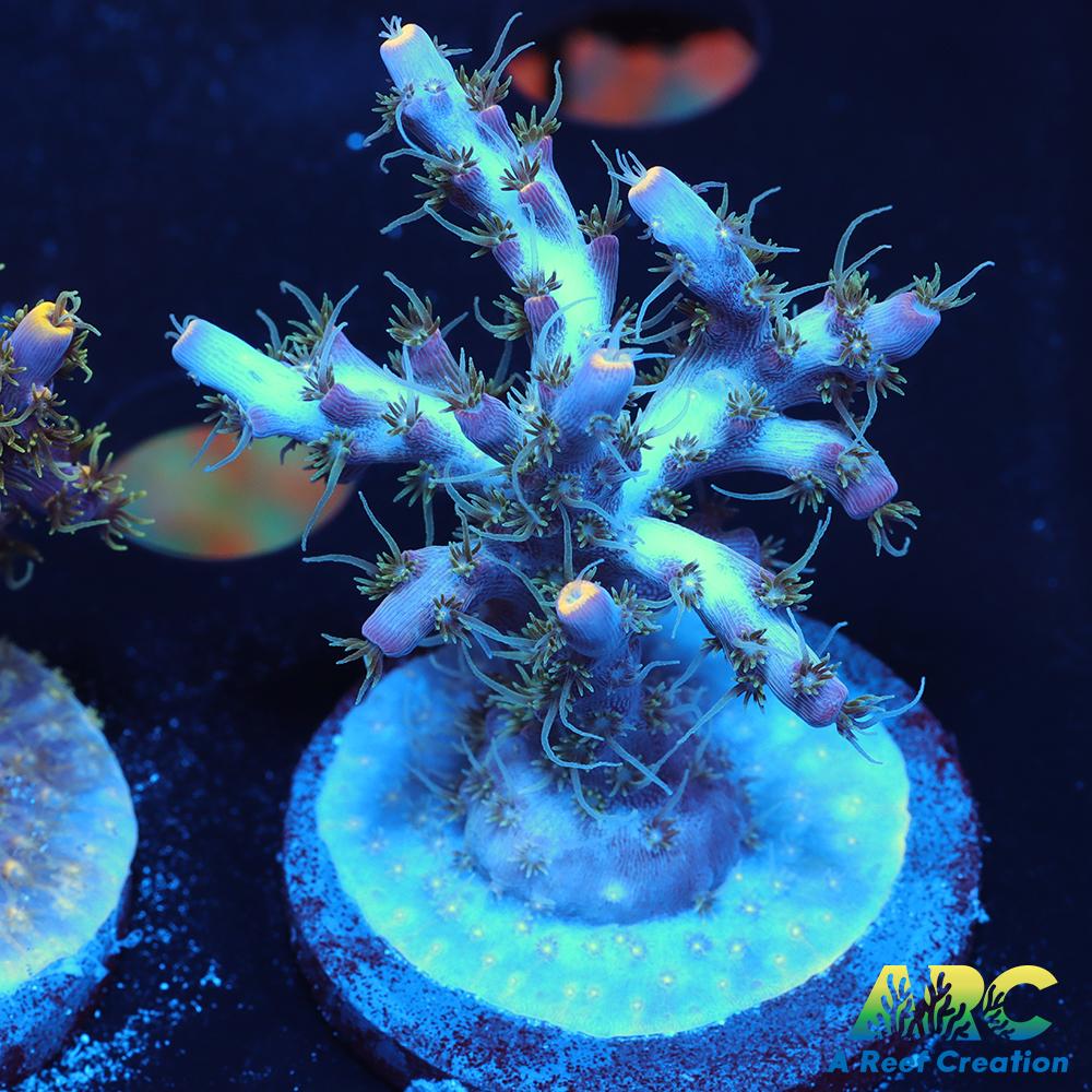 ARC Frozen Goldfinger