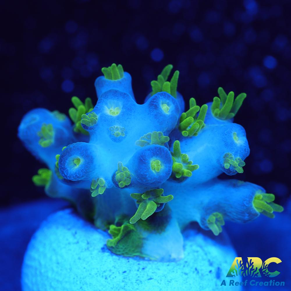 RRC Marvin the Martian