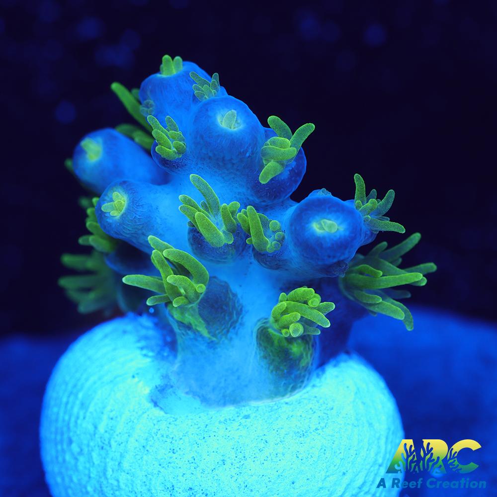 RRC Marvin the Martian