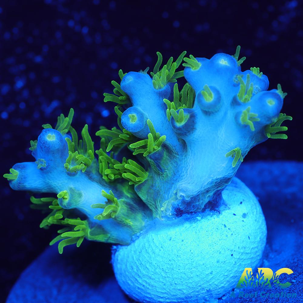 RRC Marvin the Martian