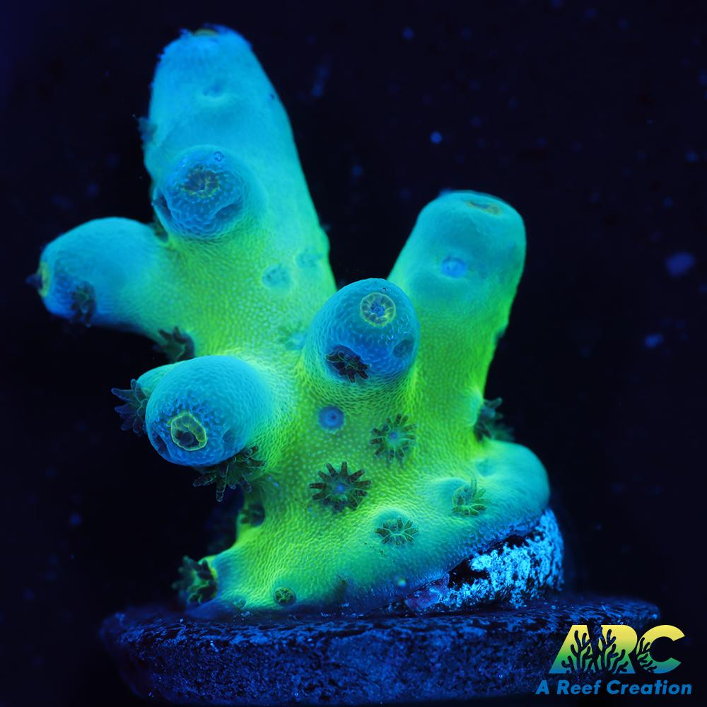 ReefGen Blueberry Fantasy