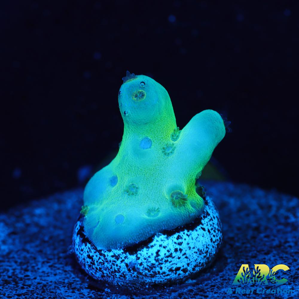 ReefGen Blueberry Fantasy