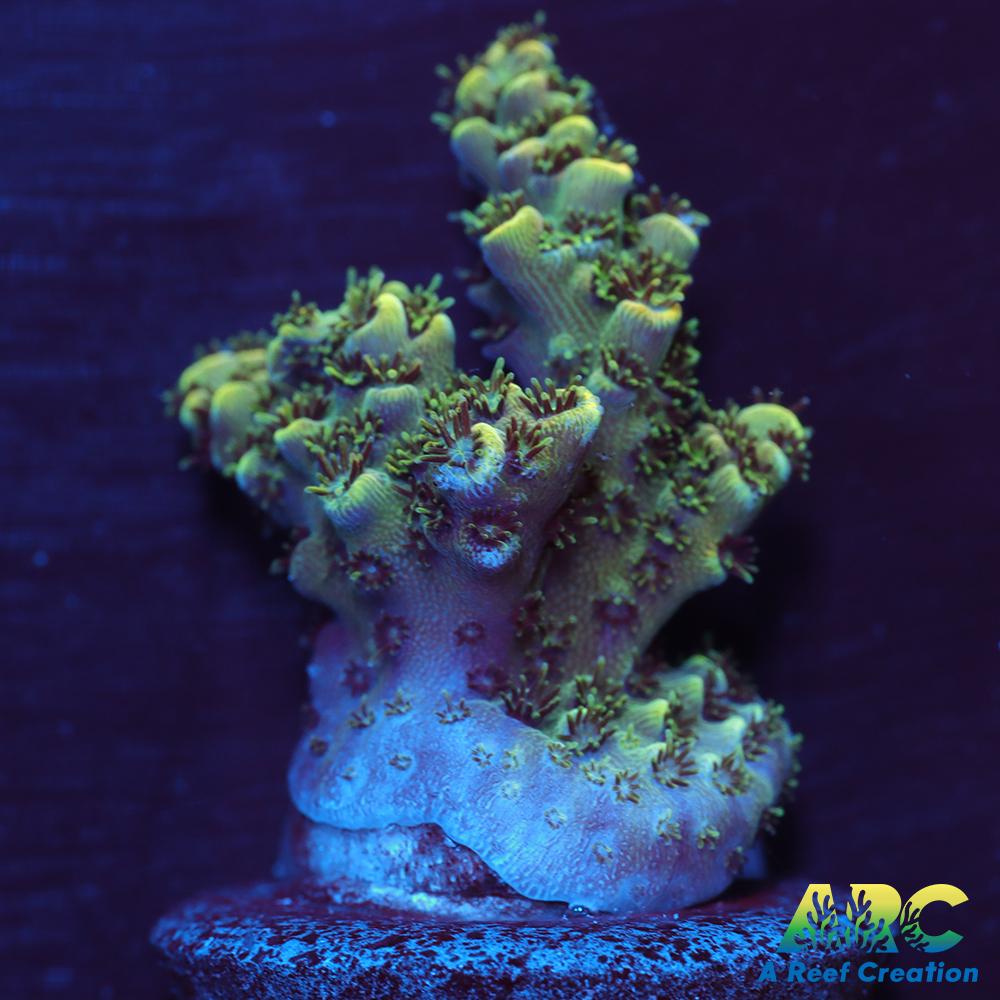 Sanjay's Party Time Table