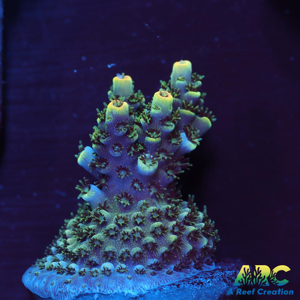 Sanjay's Party Time Table