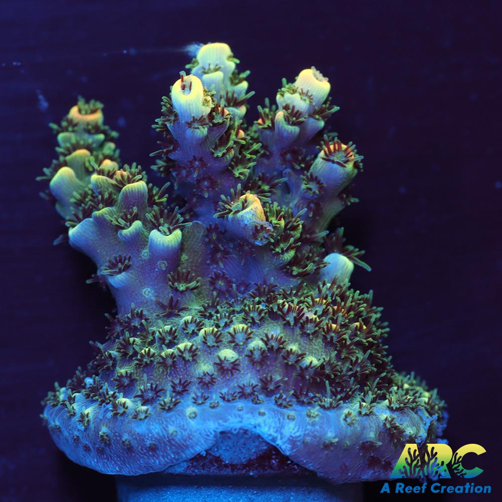 Sanjay's Party Time Table