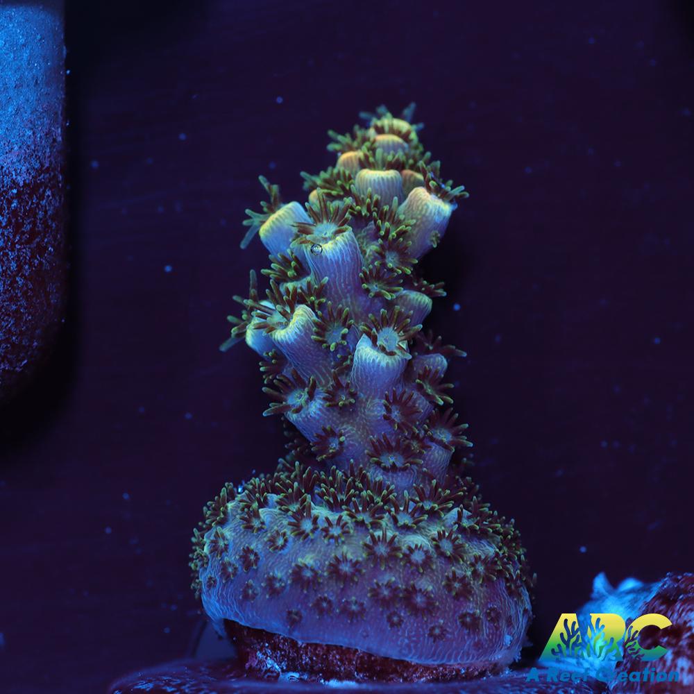 Sanjay's Party Time Table