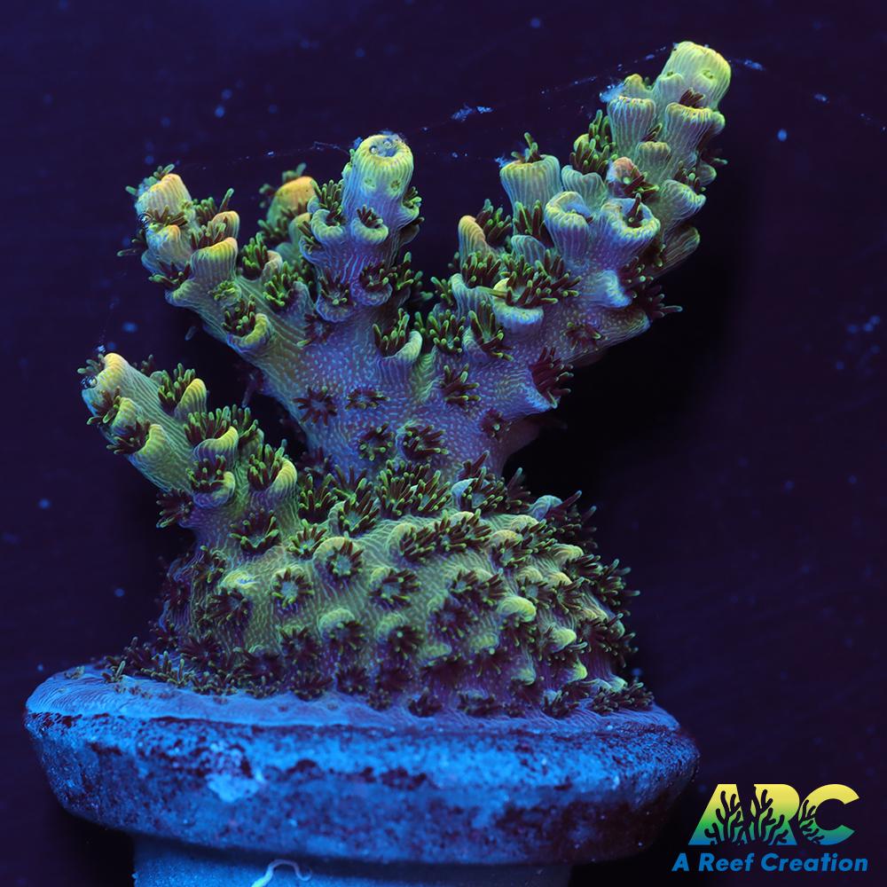 Sanjay's Party Time Table