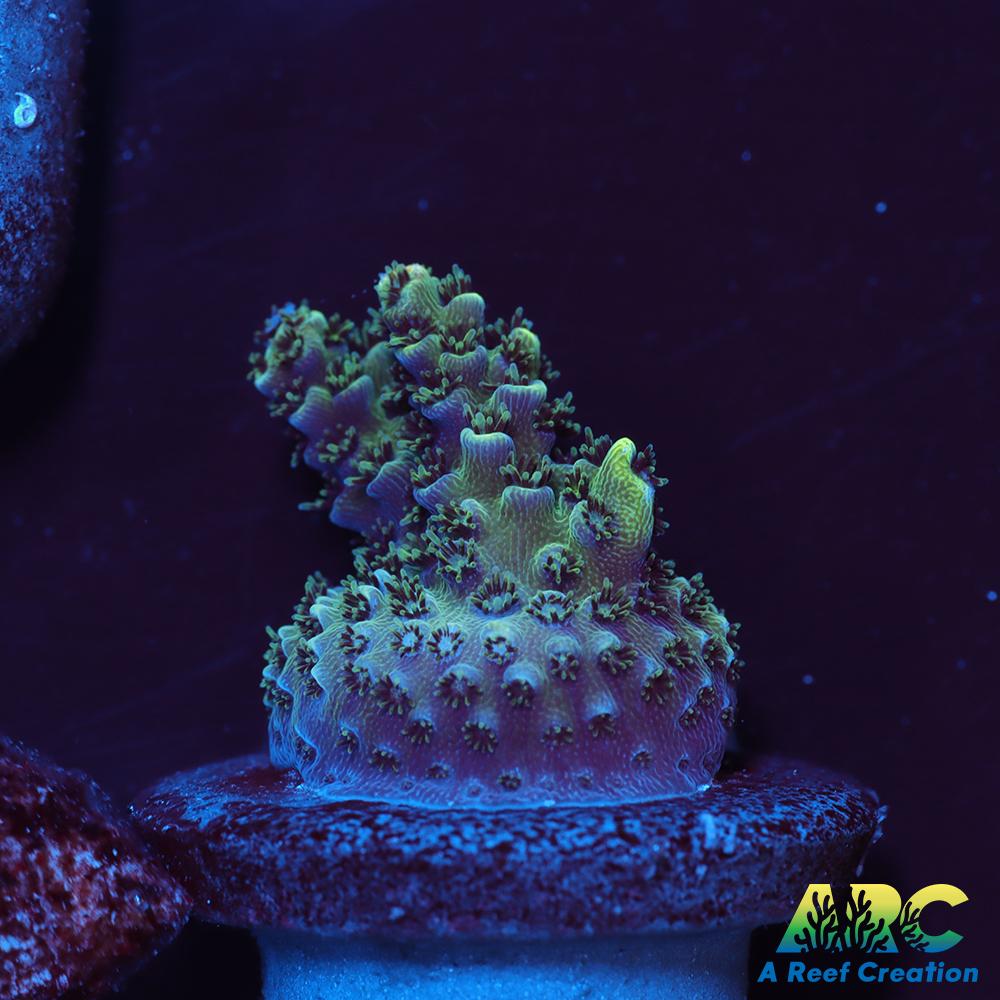 Sanjay's Party Time Table