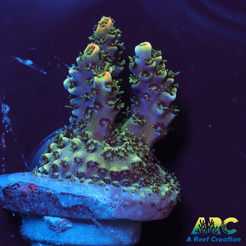 Sanjay's Party Time Table