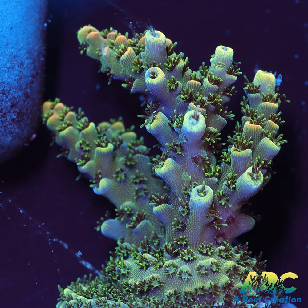 Sanjay's Party Time Table