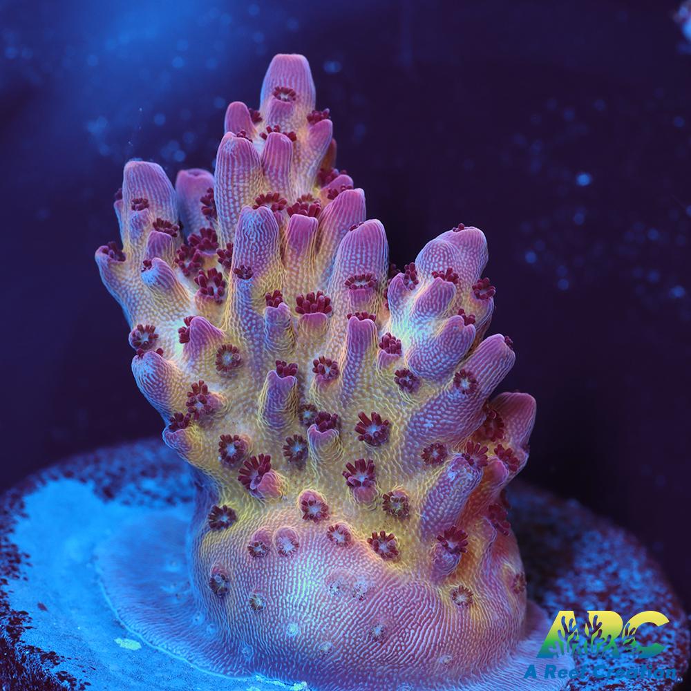 ARC Pomegranate Table