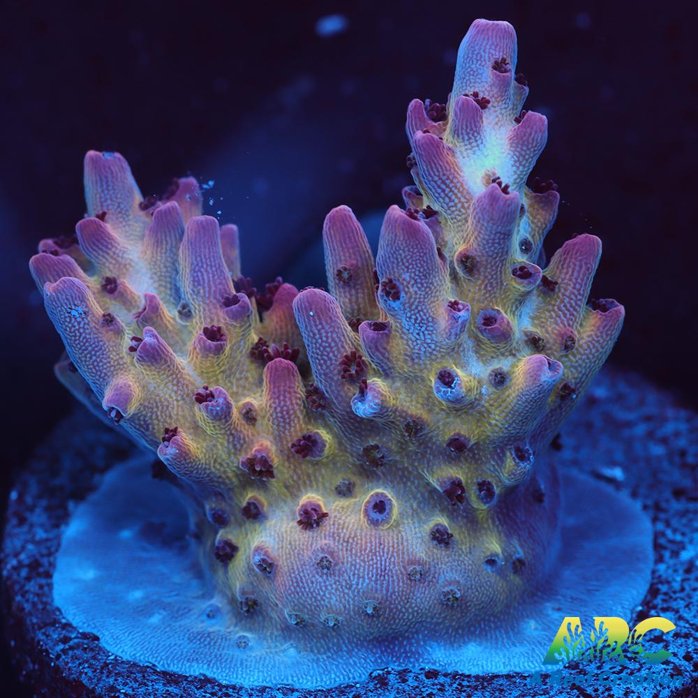 ARC Pomegranate Table