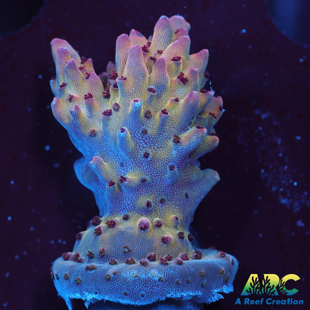 ARC Pomegranate Table