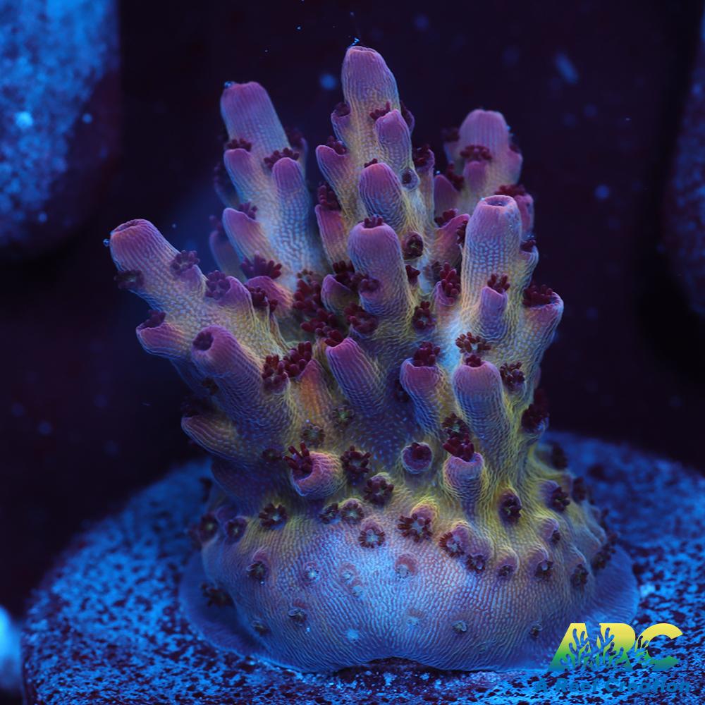 ARC Pomegranate Table