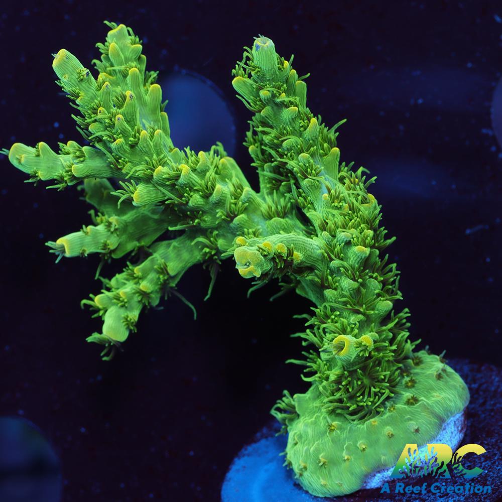 ARC Fuzzy Lime Table