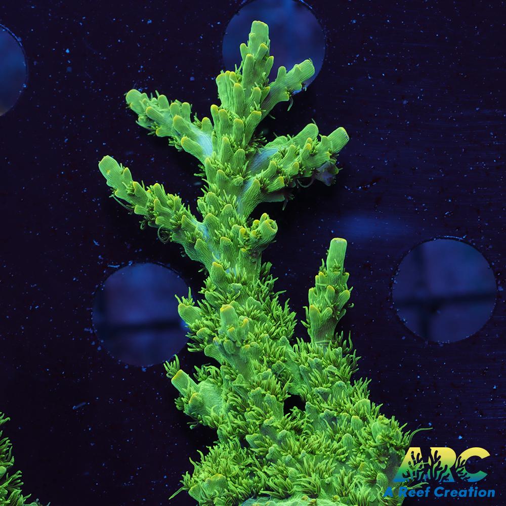 ARC Fuzzy Lime Table