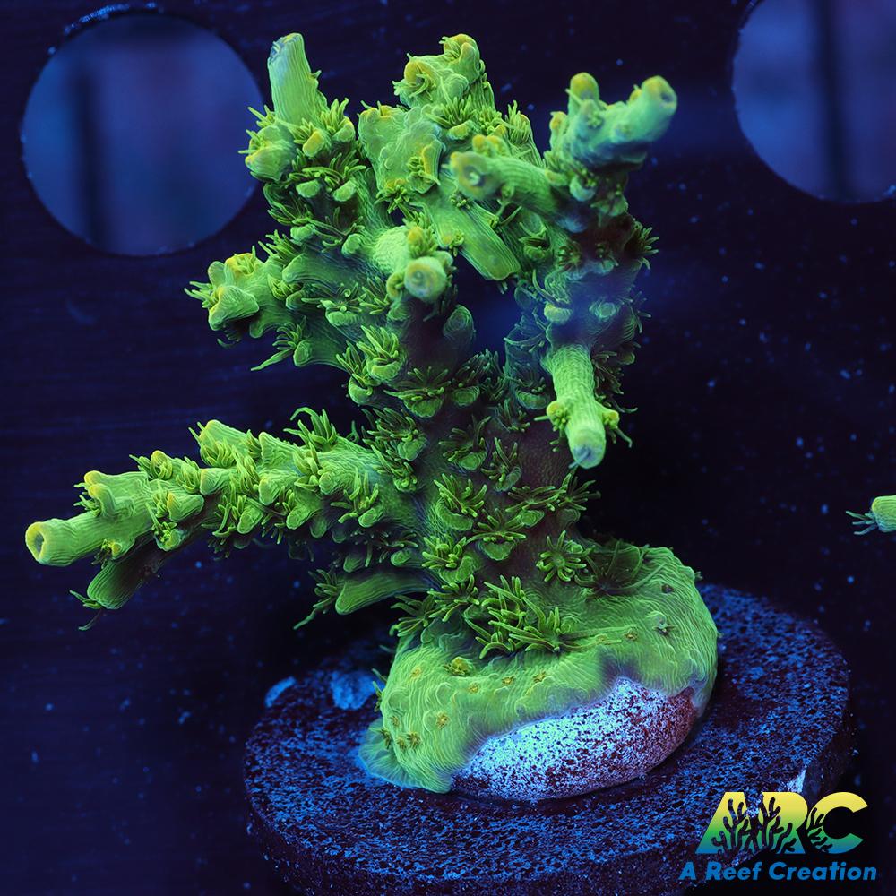 ARC Fuzzy Lime Table